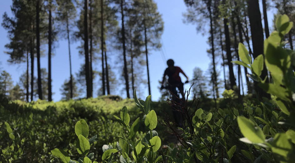 Siluetten från en cyklist i skogen